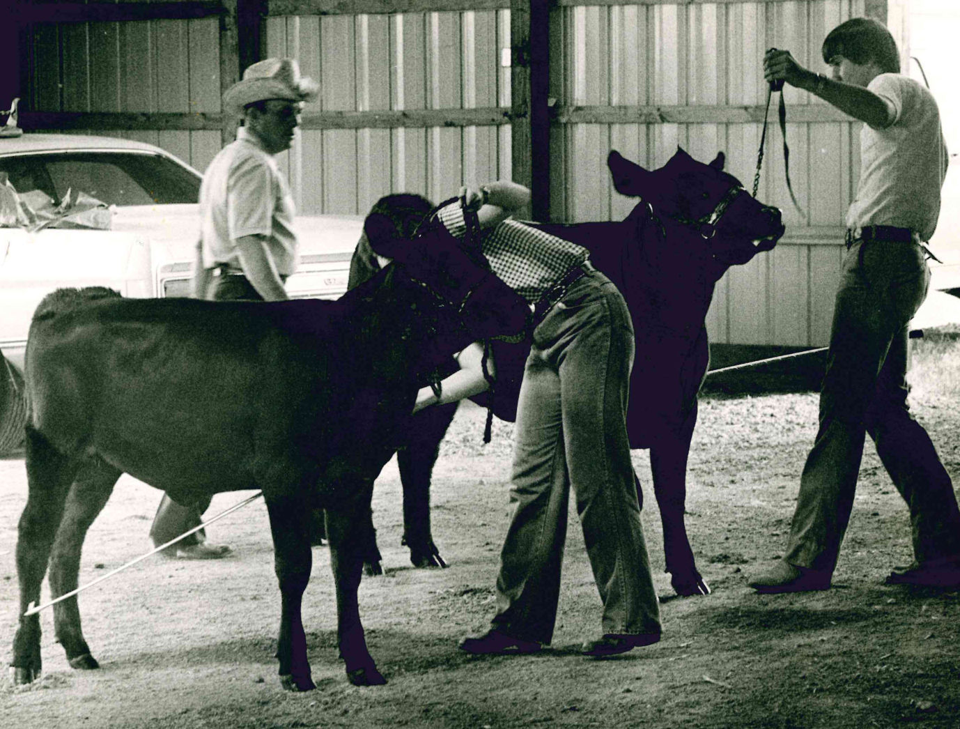 Judging cattle
